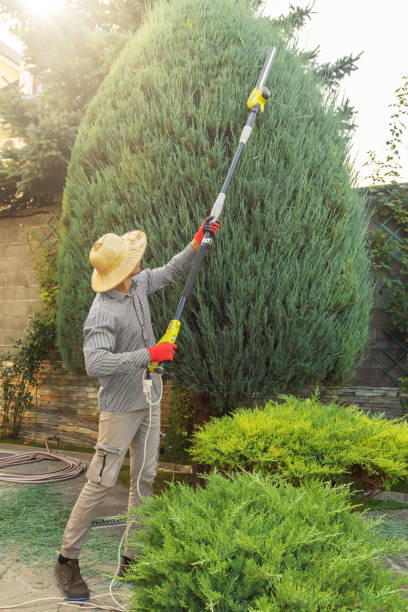 Best Tree Removal Cost  in Kuna, ID